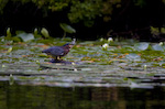 Green Heron Eating Fish